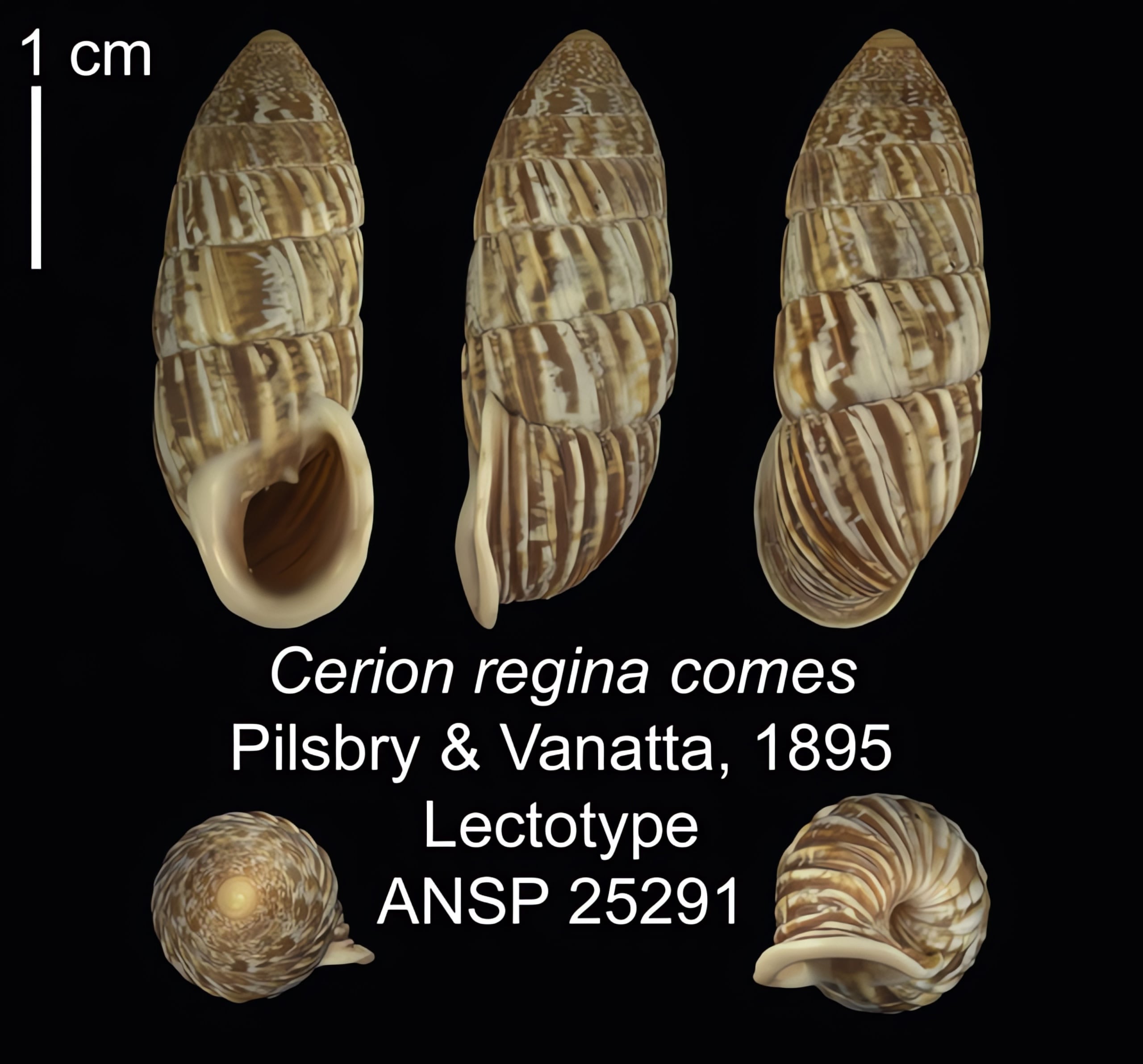 The Cerion | Conchology