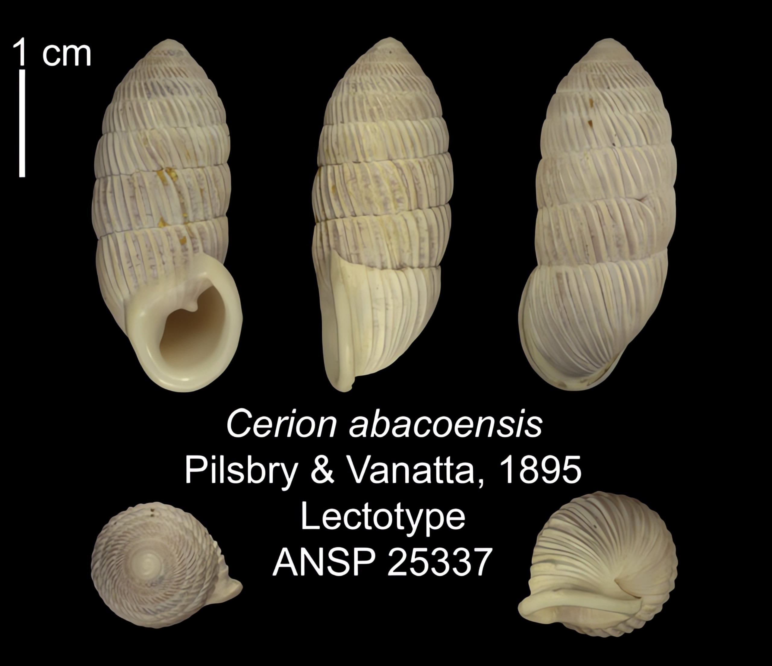 The Cerion | Conchology