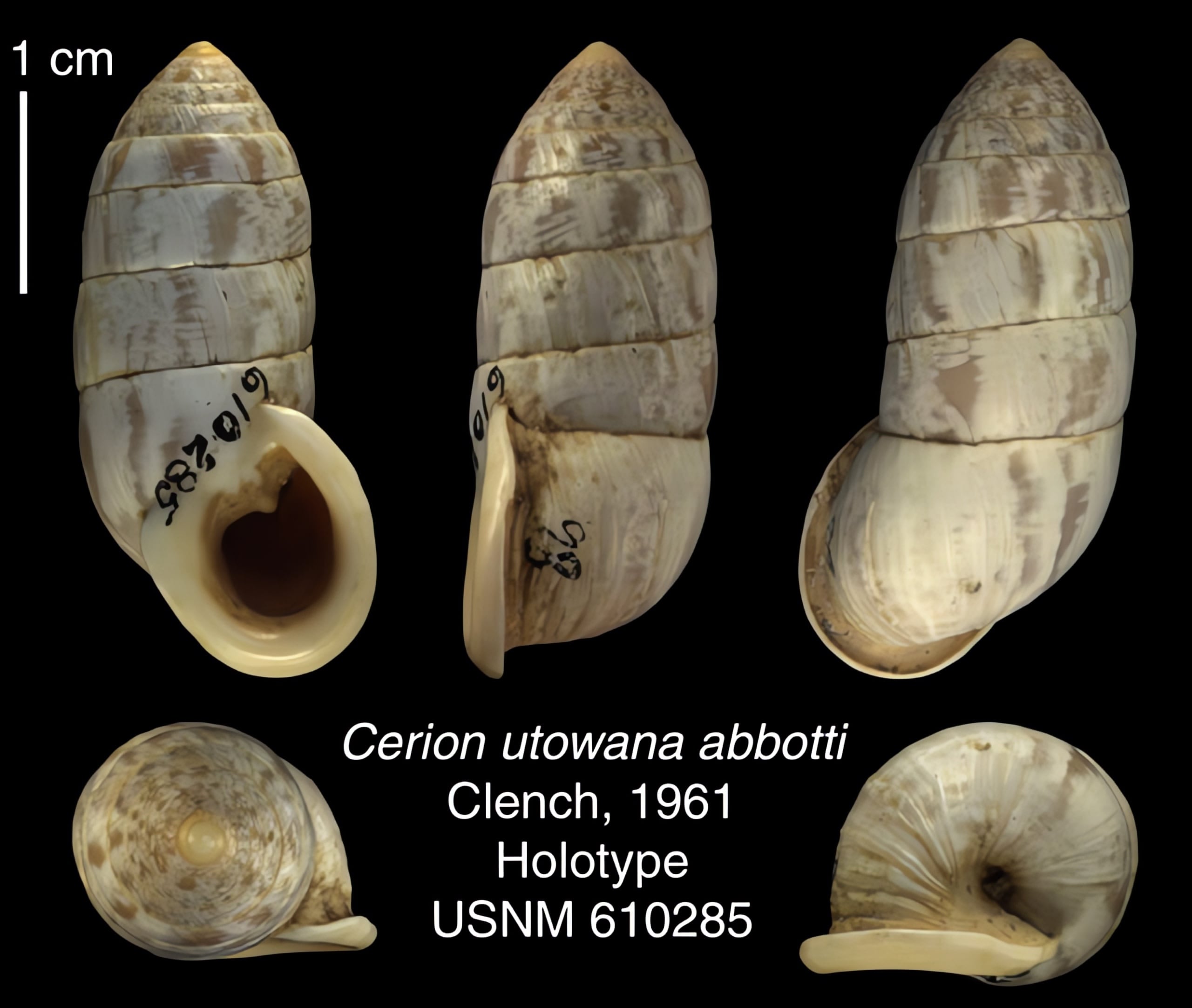The Cerion | Conchology