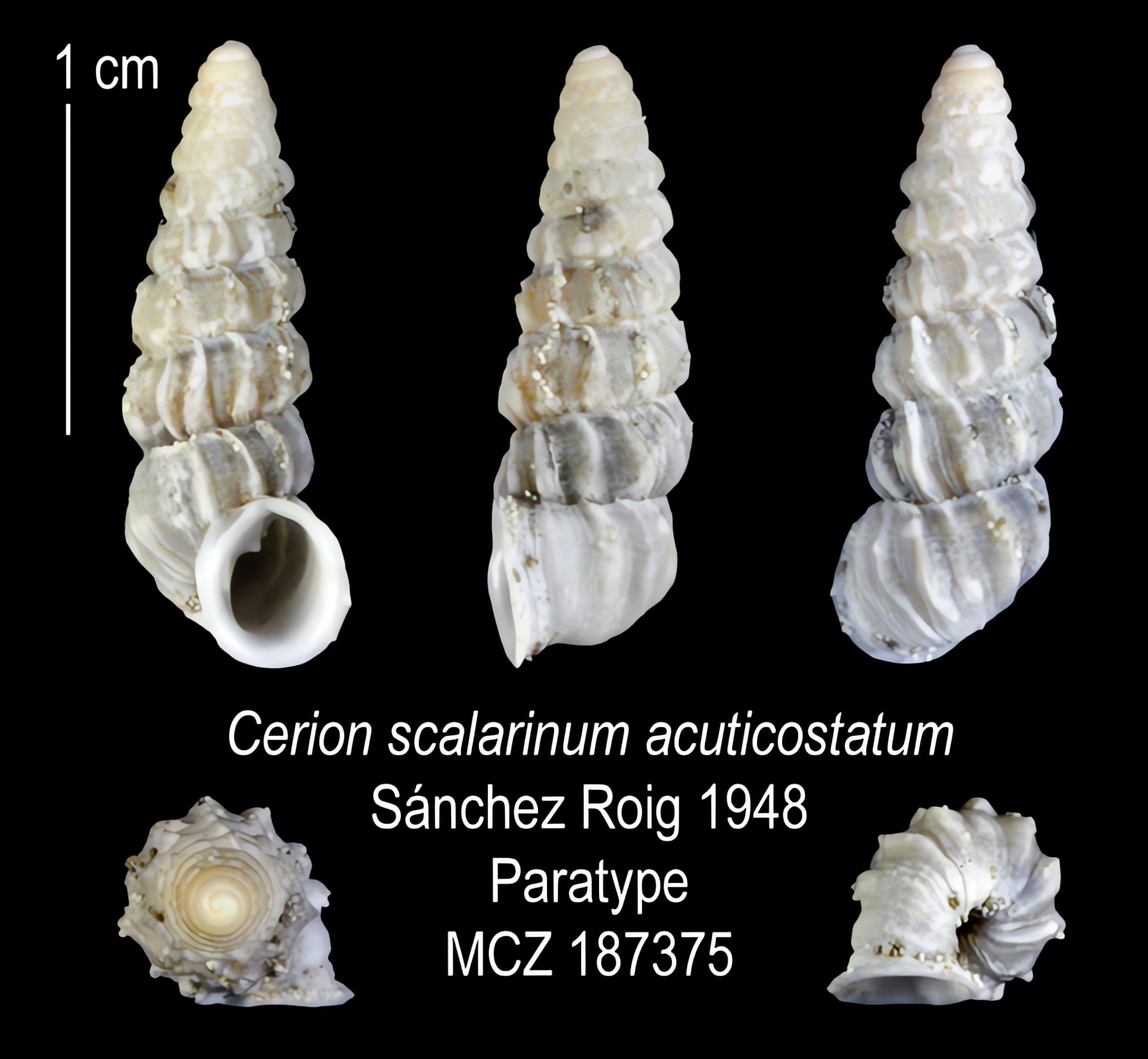 The Cerion | Conchology