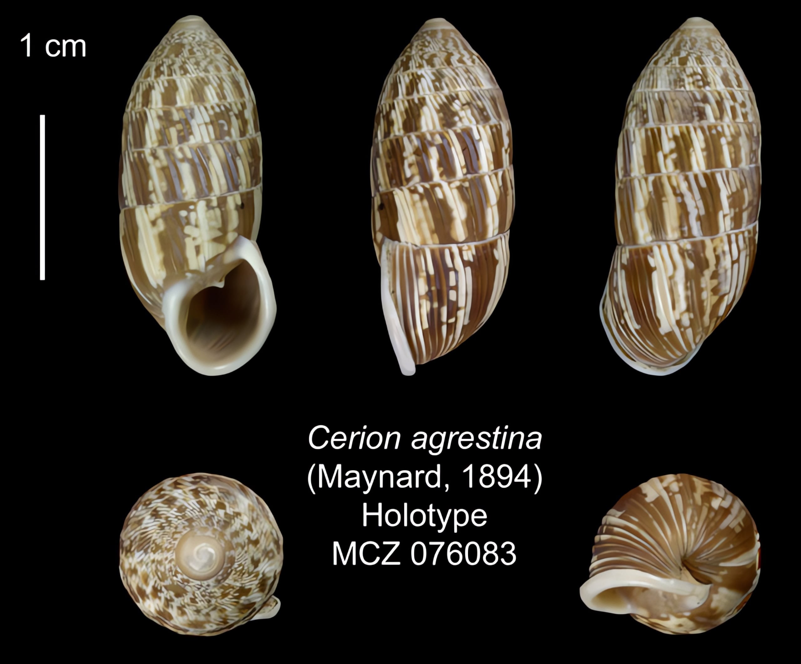 The Cerion | Conchology