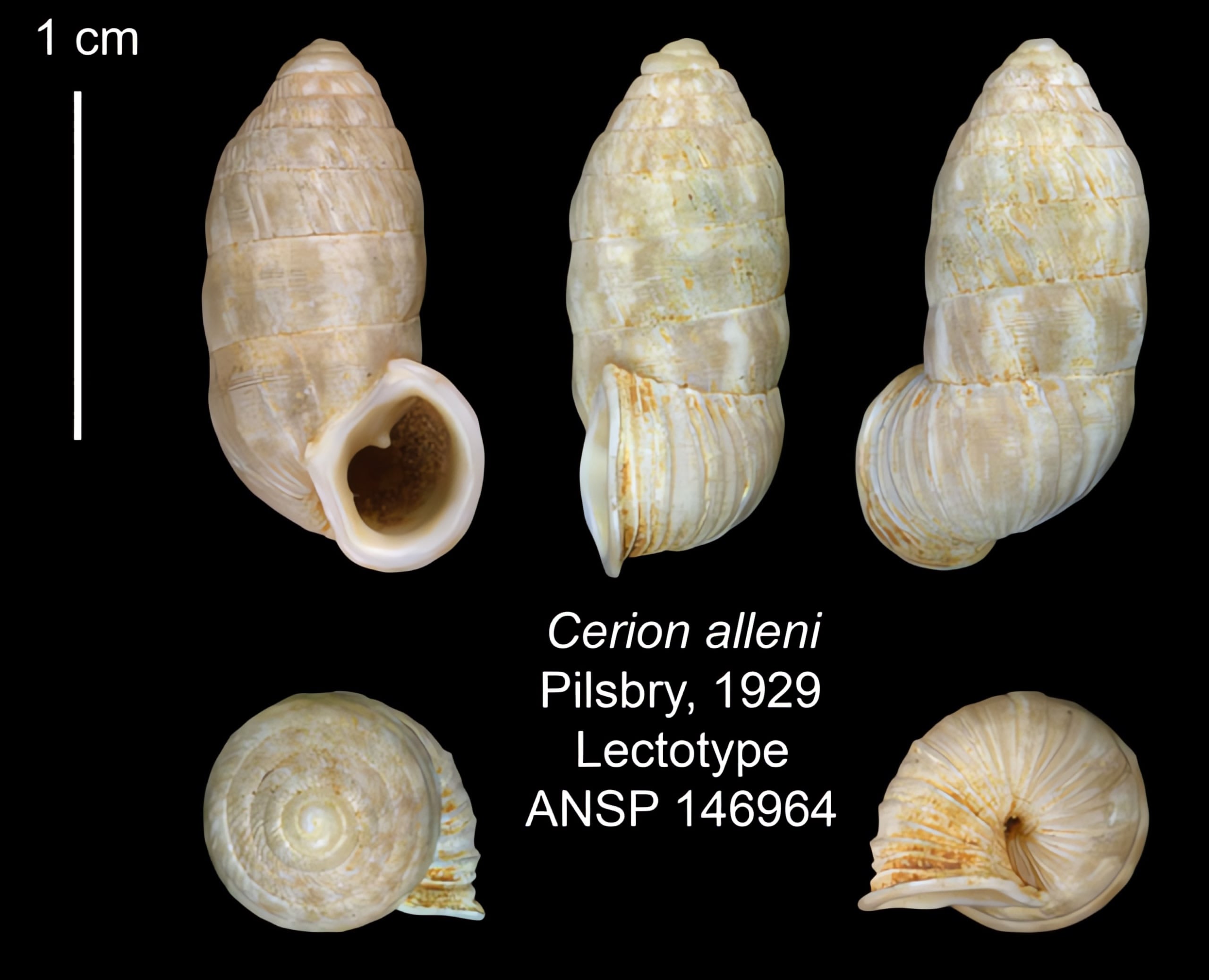 The Cerion | Conchology