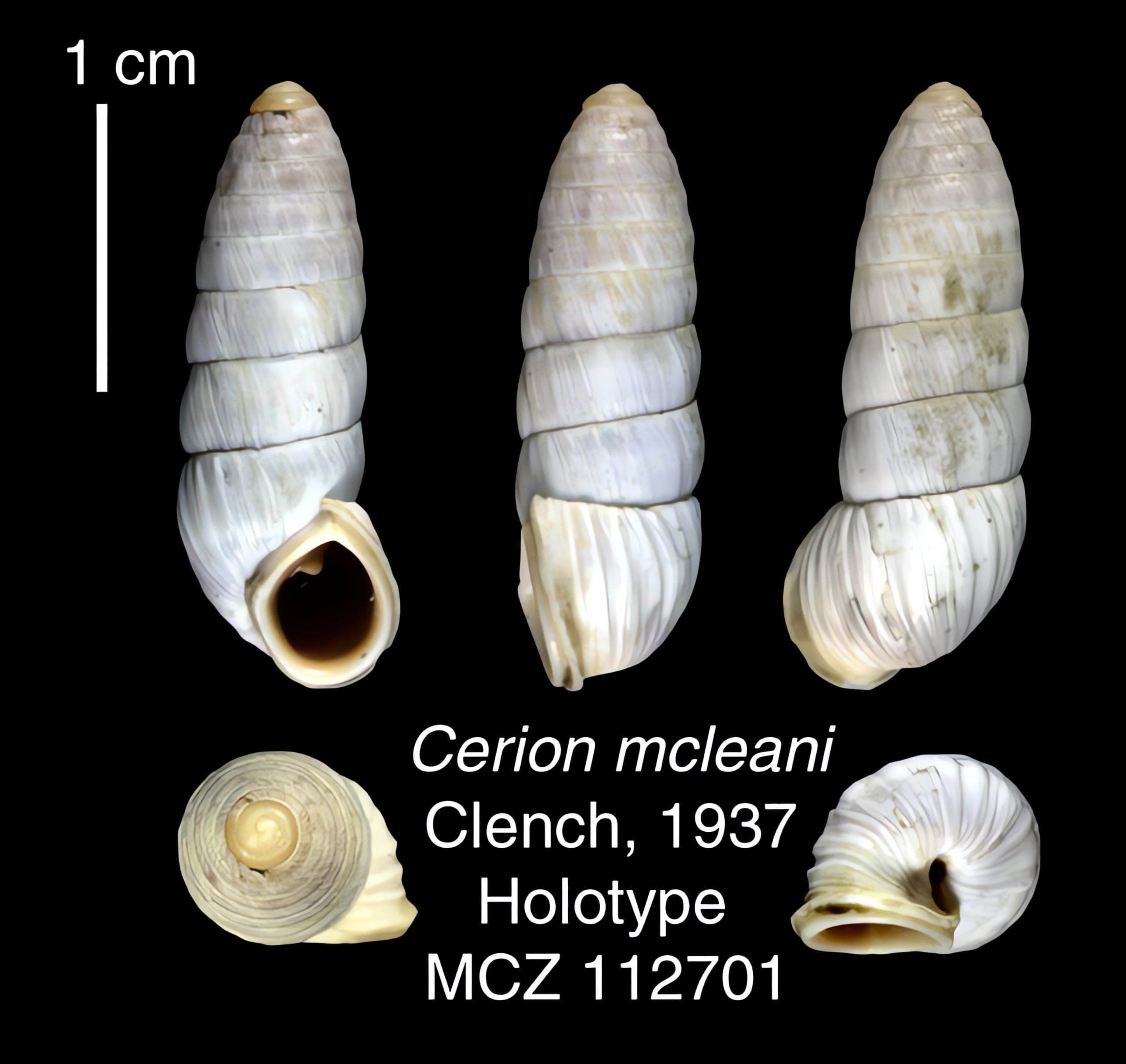 The Cerion | Conchology