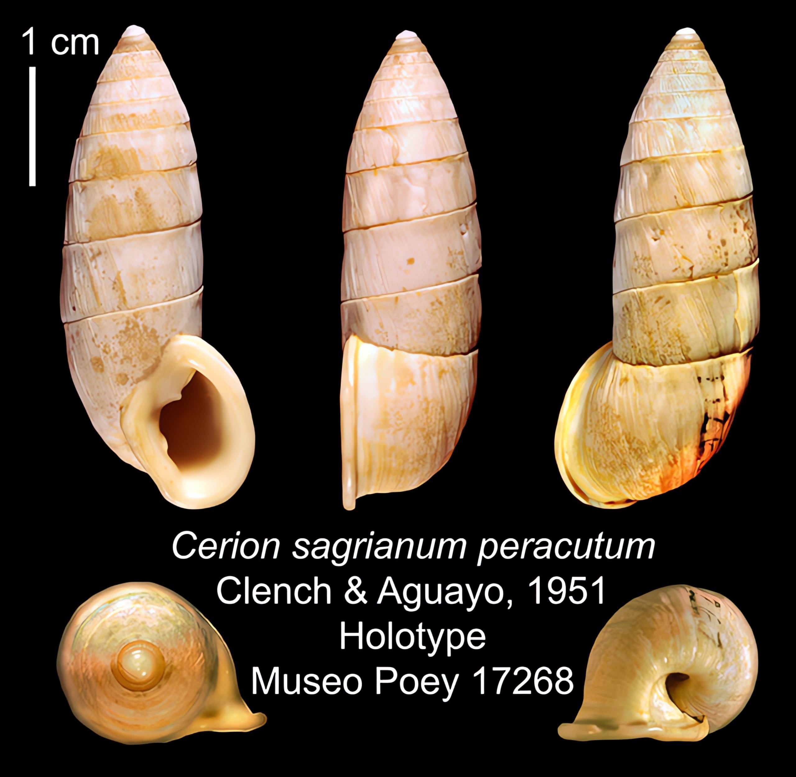 The Cerion | Conchology