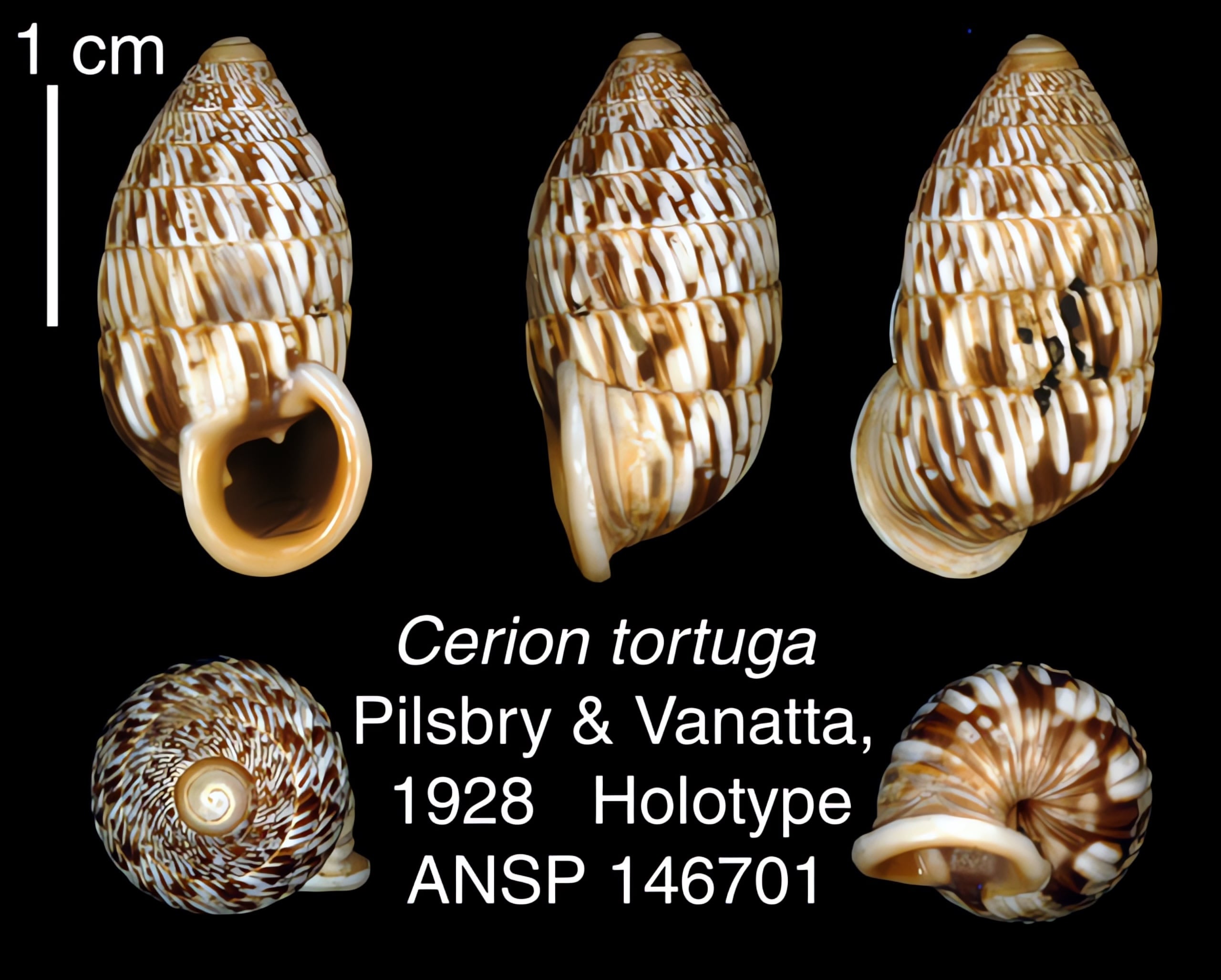 The Cerion | Conchology