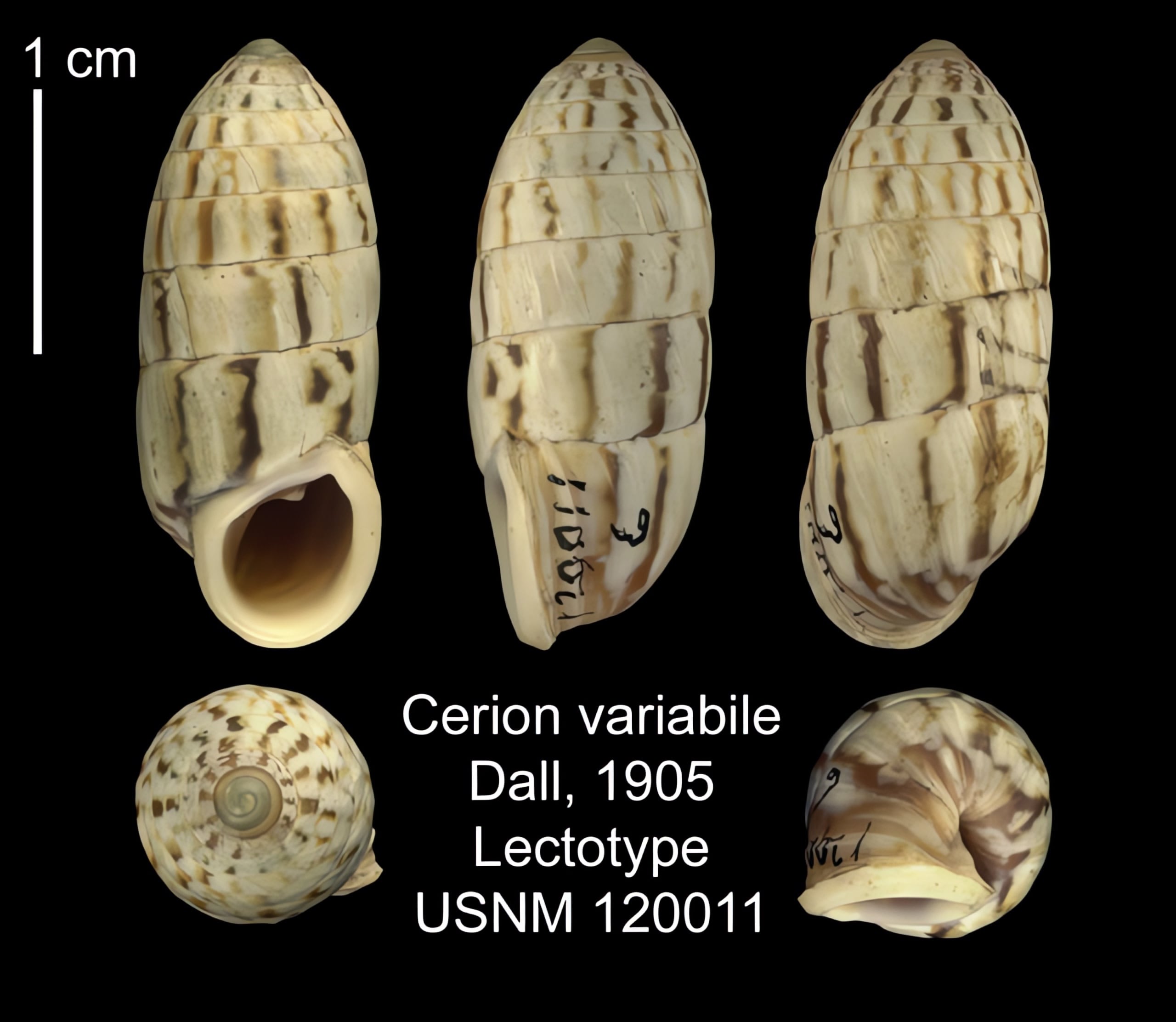 The Cerion | Conchology