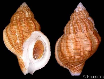 RANELLIDAE RANELLINAE - Gastropods by Eddie Hardy