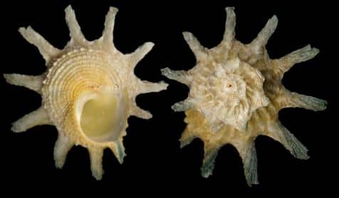 Astralium calcar - Gastropods by Eddie Hardy