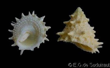 Astralium calcar - Gastropods by Eddie Hardy