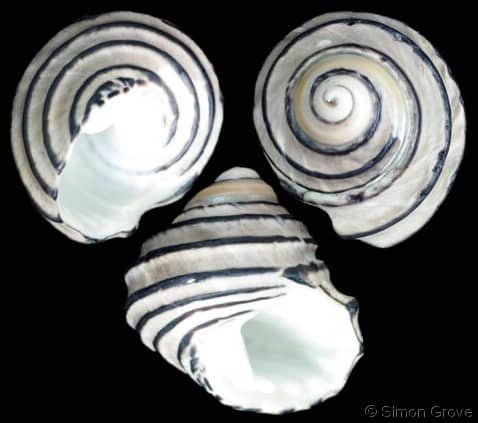 Austrocochlea constricta - Gastropods by Eddie Hardy