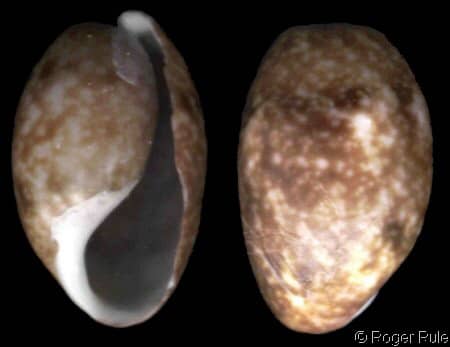 Bullidae Bulla adamsi - Gastropods by Eddie Hardy