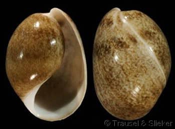 Bullidae BULLIDAE - Gastropods by Eddie Hardy