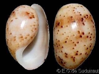 Bullidae BULLIDAE - Gastropods by Eddie Hardy