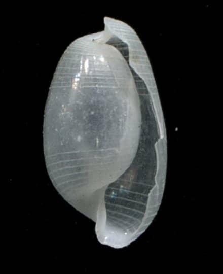 Bullidae BULLIDAE - Gastropods by Eddie Hardy