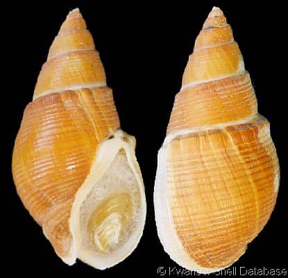 Bullia annulata - Gastropods by Eddie Hardy