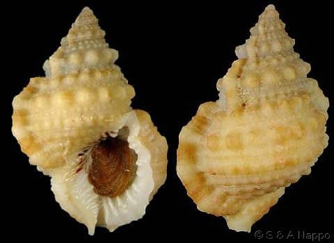 BURSIDAE - Gastropods by Eddie Hardy