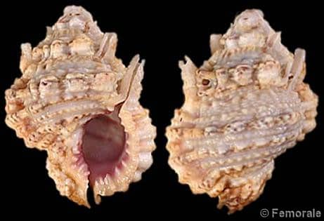 Bursa (Bursa) rosa - Gastropods by Eddie Hardy