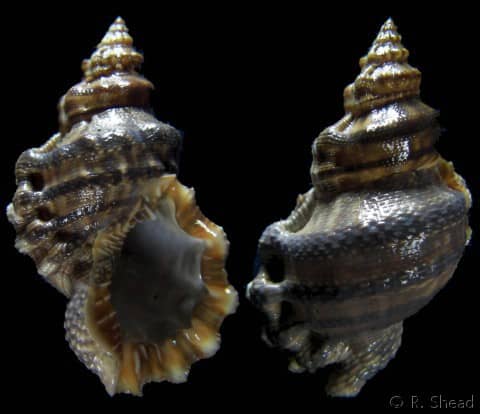 BURSIDAE - Gastropods by Eddie Hardy