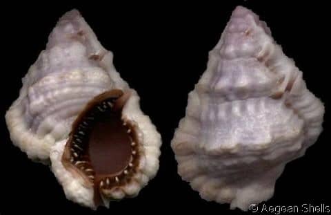 BURSIDAE - Gastropods by Eddie Hardy