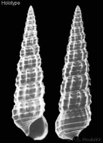 CERITHIIDAE - Gastropods by Eddie Hardy