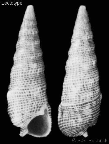 CERITHIIDAE - Gastropods by Eddie Hardy