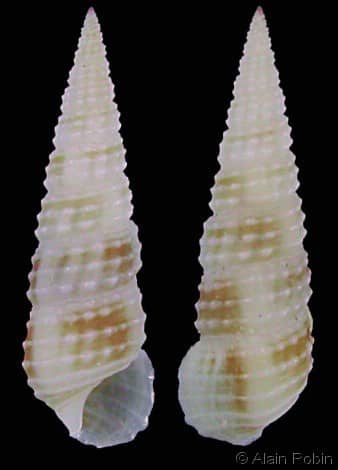 CERITHIIDAE - Gastropods by Eddie Hardy