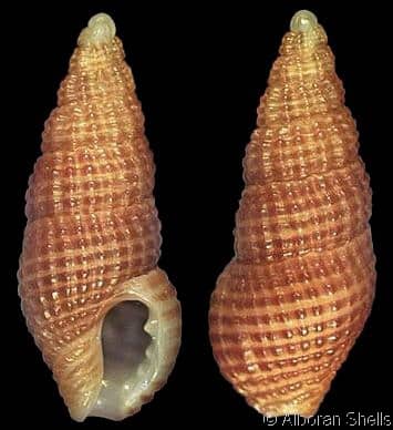 BUCCINIDAE - Gastropods by Eddie Hardy