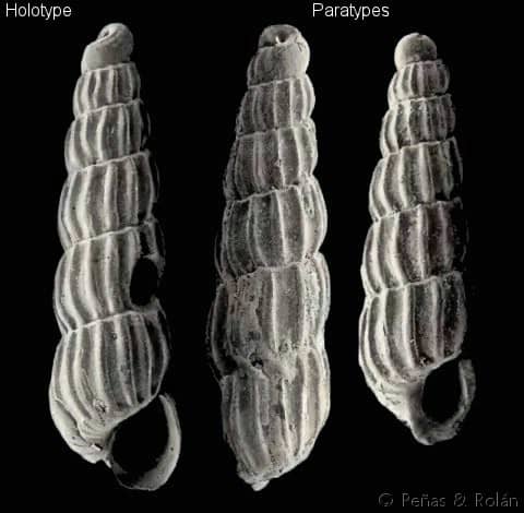 pyramidellidae pyramidellinae - Gastropods by Eddie Hardy