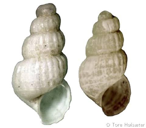 pyramidellidae pyramidellinae - Gastropods by Eddie Hardy