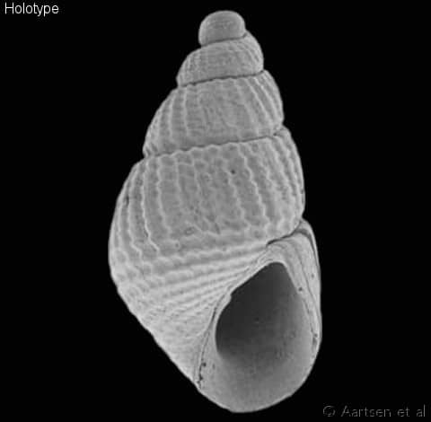 pyramidellidae pyramidellinae - Gastropods by Eddie Hardy