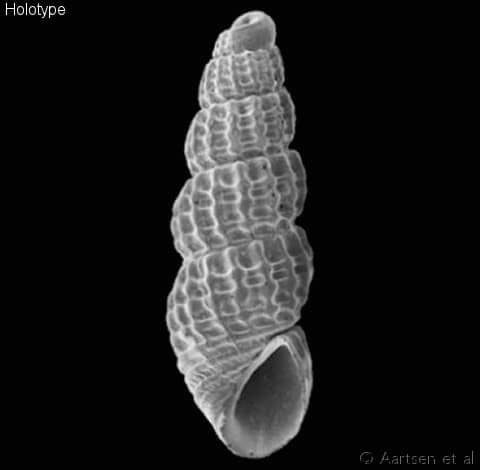 pyramidellidae pyramidellinae - Gastropods by Eddie Hardy