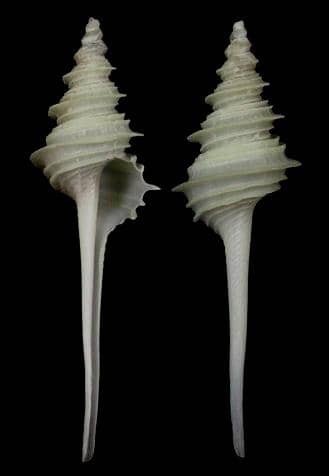 貝殻 Coluzea Groschi COLUMBARIIDAE - Gastropods by Eddie Hardy