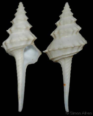 COLUMBARIIDAE - Gastropods by Eddie Hardy