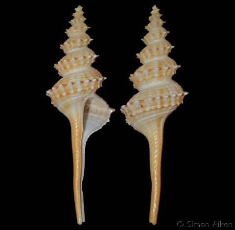 COLUMBARIIDAE - Gastropods by Eddie Hardy