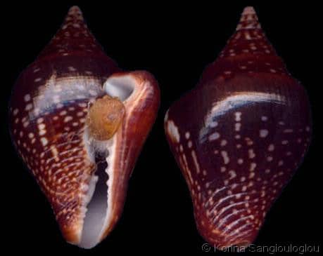 Columbella Insect Columbella major - Gastropods by Eddie Hardy