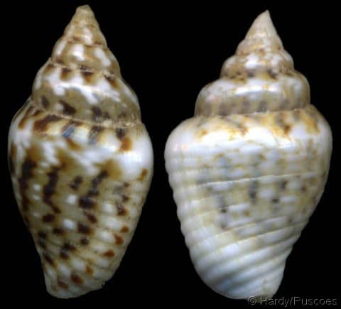 Euplica scripta - Gastropods by Eddie Hardy