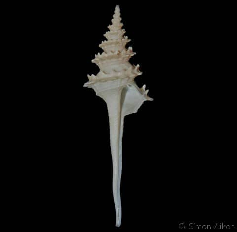 COLUMBARIIDAE - Gastropods by Eddie Hardy