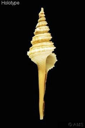 COLUMBARIIDAE - Gastropods by Eddie Hardy