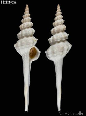 COLUMBARIIDAE - Gastropods by Eddie Hardy