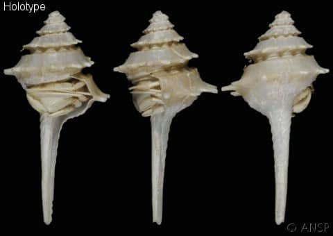 COLUMBARIIDAE - Gastropods by Eddie Hardy