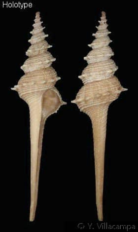 貝殻 Coluzea Groschi Coluzea groschi - Wikipedia