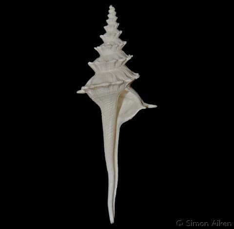 COLUMBARIIDAE - Gastropods by Eddie Hardy