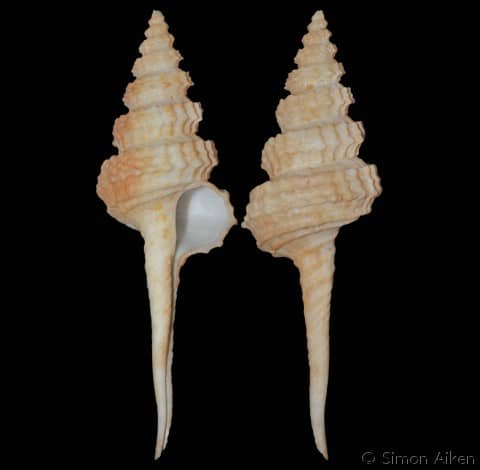 COLUMBARIIDAE - Gastropods by Eddie Hardy