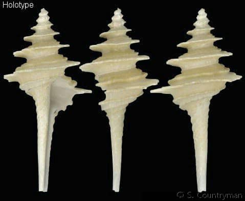 COLUMBARIIDAE - Gastropods by Eddie Hardy