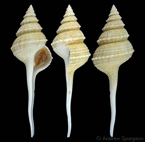 COLUMBARIIDAE - Gastropods by Eddie Hardy