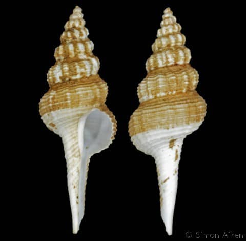 COLUMBARIIDAE - Gastropods by Eddie Hardy