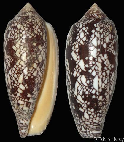 Conus (Darioconus) aulicus - Gastropods by Eddie Hardy