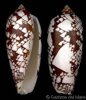 Conus (Darioconus) aulicus - Gastropods by Eddie Hardy