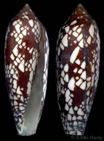 Conus (Darioconus) aulicus - Gastropods by Eddie Hardy