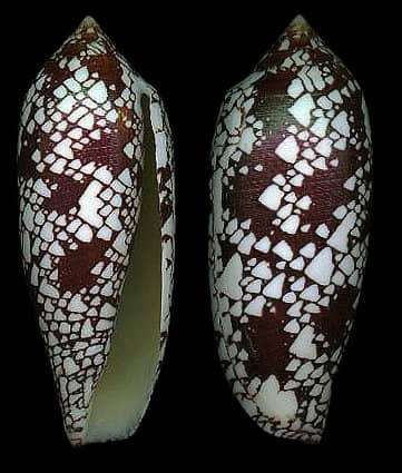 Conus (Darioconus) aulicus - Gastropods by Eddie Hardy
